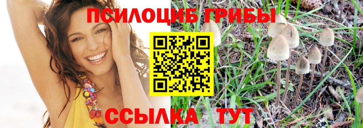 Галлюциногенные грибы Psilocybe Орехово-Зуево